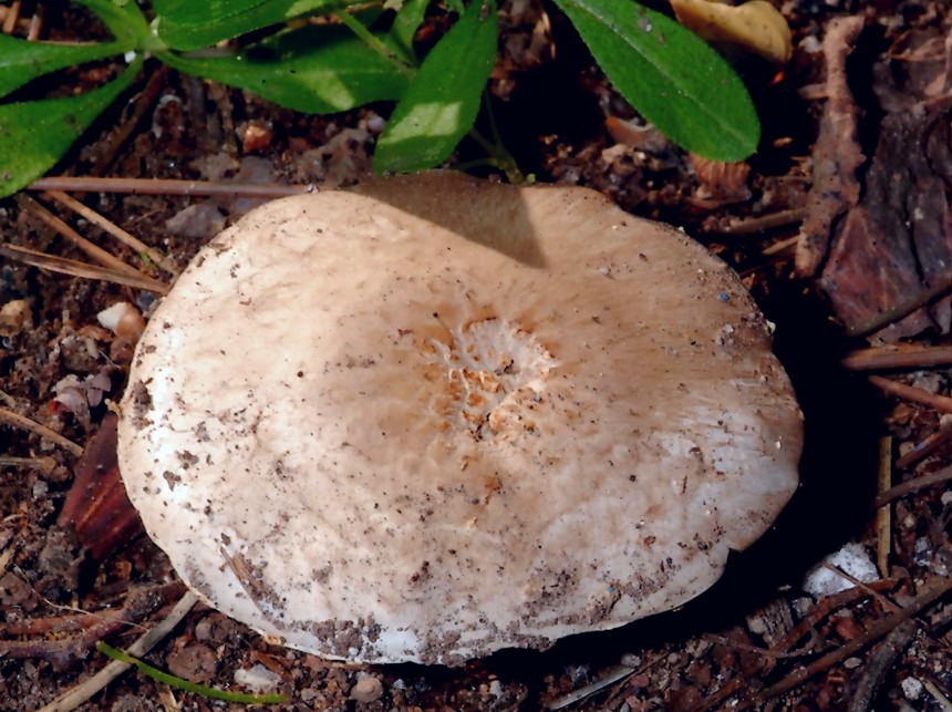 Agaricus bresadolanus (=A. romagnesii).